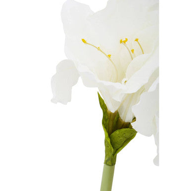 Ivory Amaryllis Flower Stem