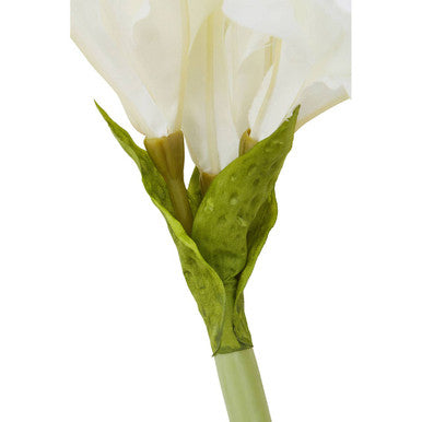 Ivory Amaryllis Flower Stem