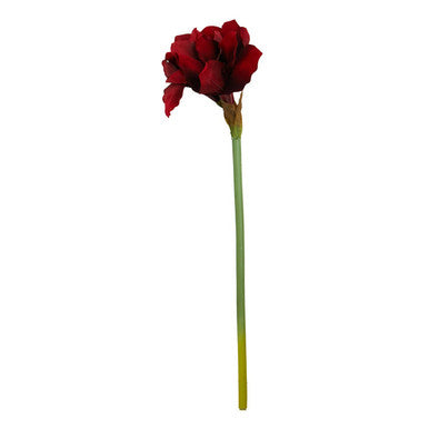 Burgundy Amaryllis Flower Stem