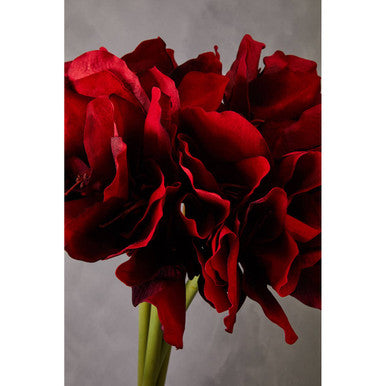 Burgundy Amaryllis Flower Stem