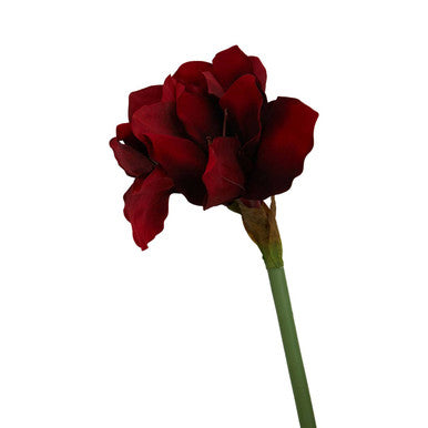 Burgundy Amaryllis Flower Stem