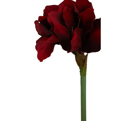 Burgundy Amaryllis Flower Stem
