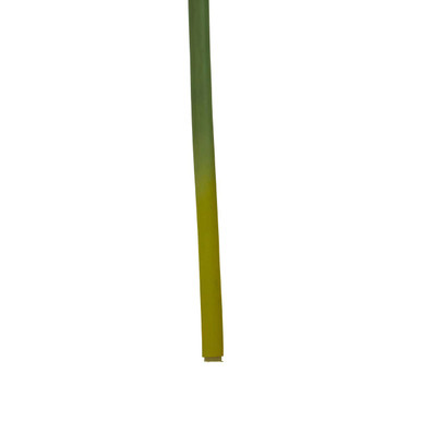 Burgundy Amaryllis Flower Stem
