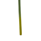 Burgundy Amaryllis Flower Stem