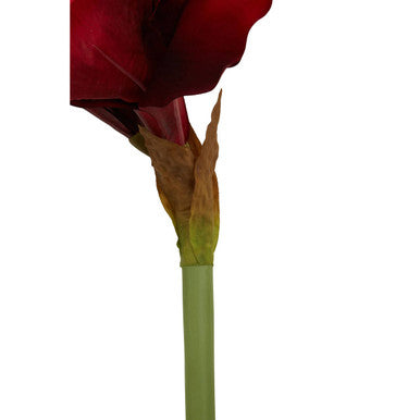 Burgundy Amaryllis Flower Stem