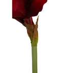 Burgundy Amaryllis Flower Stem