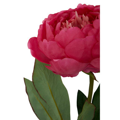Fuchsia Peony Flower Stem