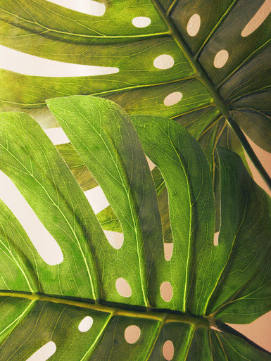 Tall Monstera Palm Stem