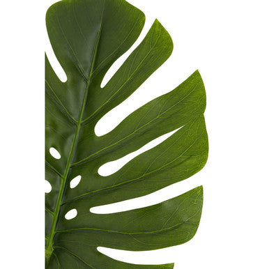 Tall Monstera Palm Stem