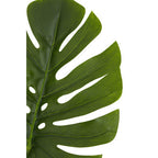 Tall Monstera Palm Stem
