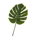 Tall Monstera Palm Stem