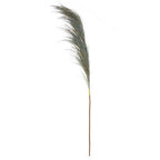 Blue Tall Pampas Grass Stem