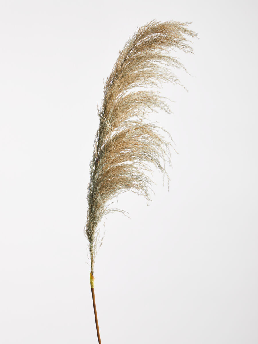Blue Tall Pampas Grass Stem