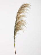 Blue Tall Pampas Grass Stem
