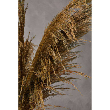 Blue Tall Pampas Grass Stem