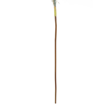Blue Tall Pampas Grass Stem