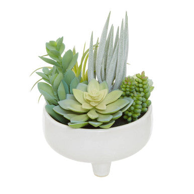Mixed Succulents in Large Ceramic Pot