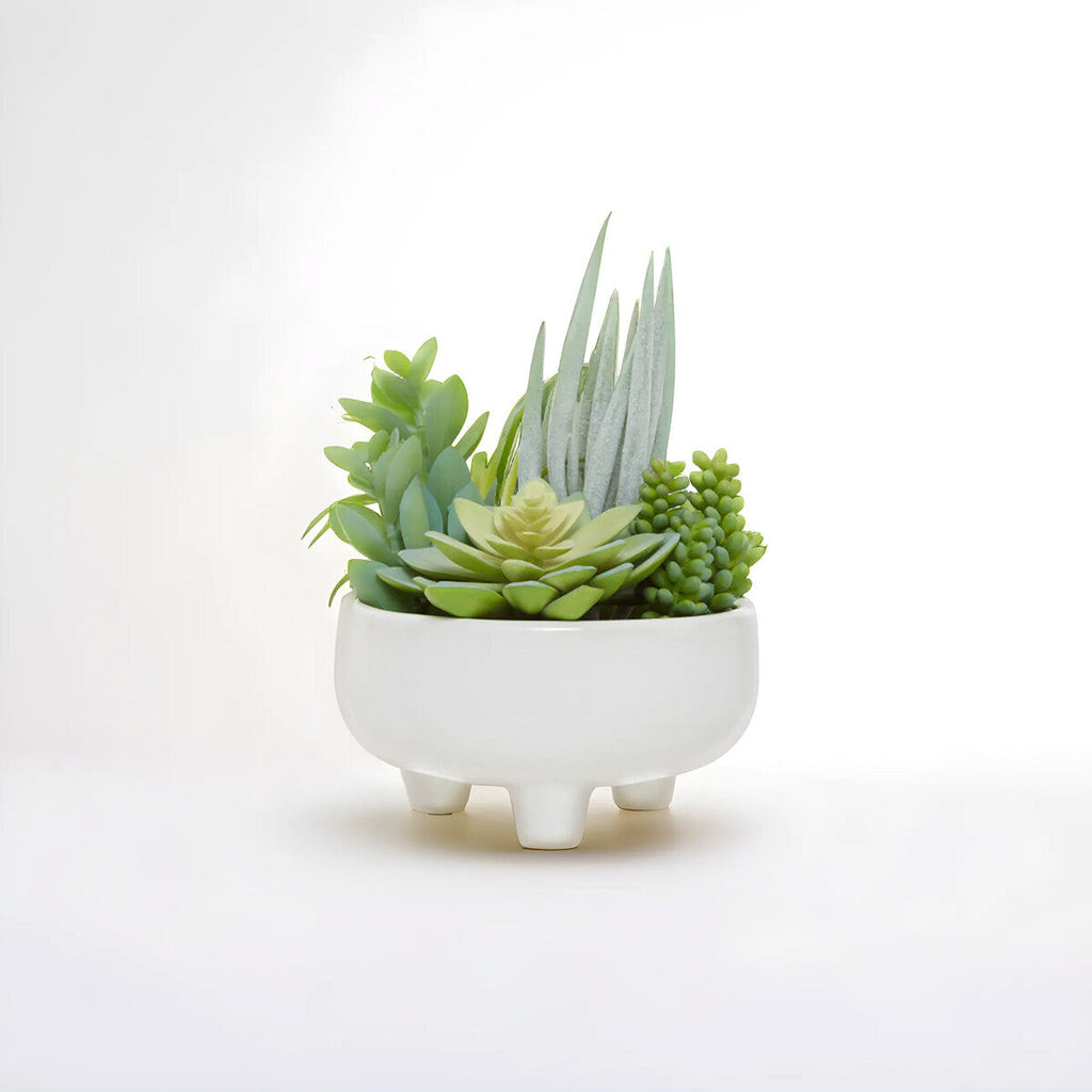 Mixed Succulents in Large Ceramic Pot