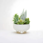 Mixed Succulents in Large Ceramic Pot