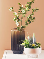 Mixed Succulents in Large Ceramic Pot