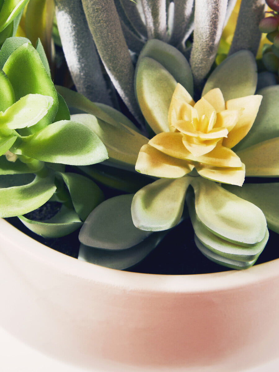 Mixed Succulents in Large Ceramic Pot
