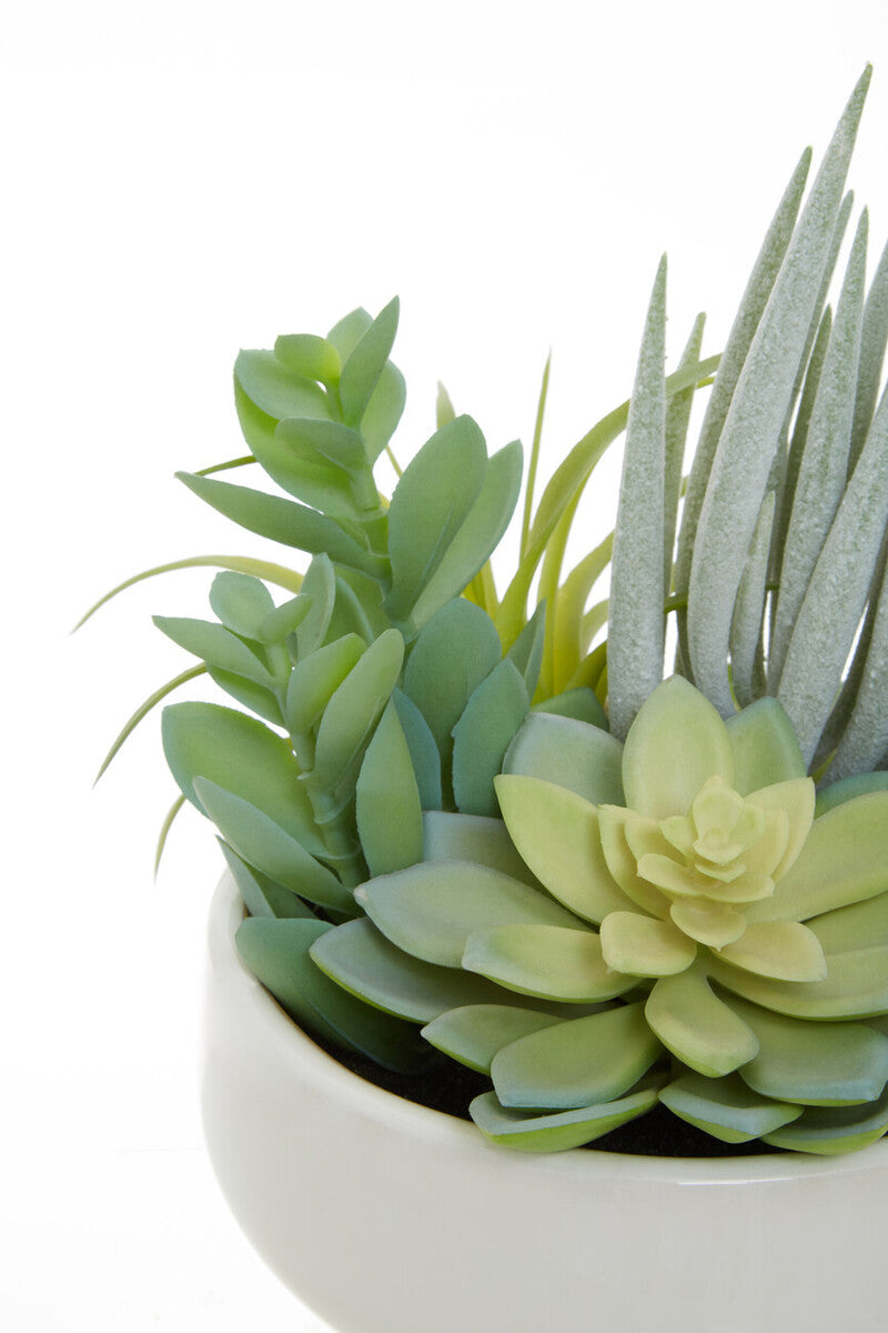 Mixed Succulents in Large Ceramic Pot