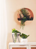 Mixed Succulents in Wood Wall Planter
