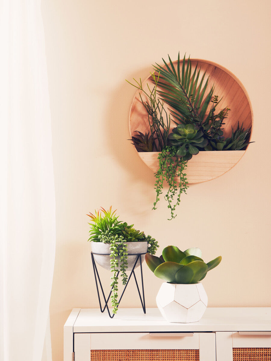 Mixed Succulents in Wood Wall Planter