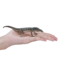 Perentie Lizard Toy Realistic Reptile Figurine