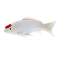 Koi Carp Tancho Toy Realistic Fish Figurine