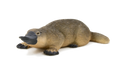 Duck-Billed Platypus Toy Realistic Australian Wildlife Model