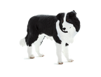 Border Collie Dog Toy Realistic Pet Figurine 7.5x7.5x5cm