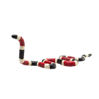 Coral Snake Toy Realistic Reptile Figurine