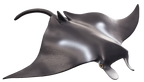 Manta Ray Toy Realistic Ocean Animal Model
