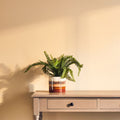 Compact Colour Small Planter