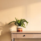 Compact Colour Small Planter