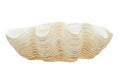 Large Clam Shell Bowl