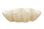 Large Clam Shell Bowl