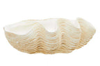 Large Clam Shell Bowl