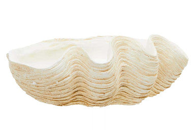 Large Clam Shell Bowl