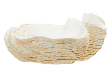 Large Clam Shell Bowl