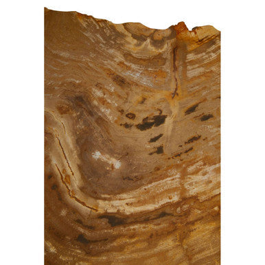 Natural Small Rustic Petrified Wood Top Side Table with Silver Finish Metal Frame