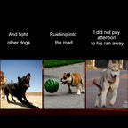 Medium and Large Dog Pet Solar + USB Charging LED Light Collar, Neck Circumference Size: L, 50-60cm, Size: L