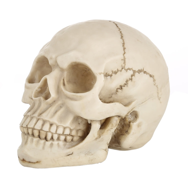Skull Head Hallowmas Prop Gadget Display, Size: 19(L) x 13(W) x 14cm(H), Skull Head – Durable Build, Easy to Use Skull Head