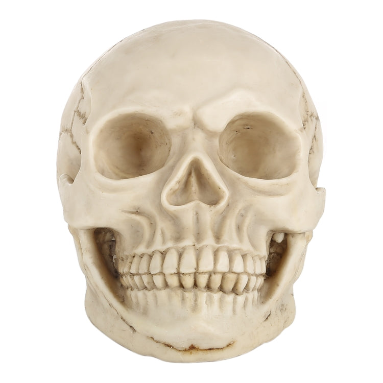 Skull Head Hallowmas Prop Gadget Display, Size: 19(L) x 13(W) x 14cm(H), Skull Head – Durable Build, Easy to Use