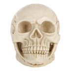 Skull Head Hallowmas Prop Gadget Display, Size: 19(L) x 13(W) x 14cm(H), Skull Head – Durable Build, Easy to Use