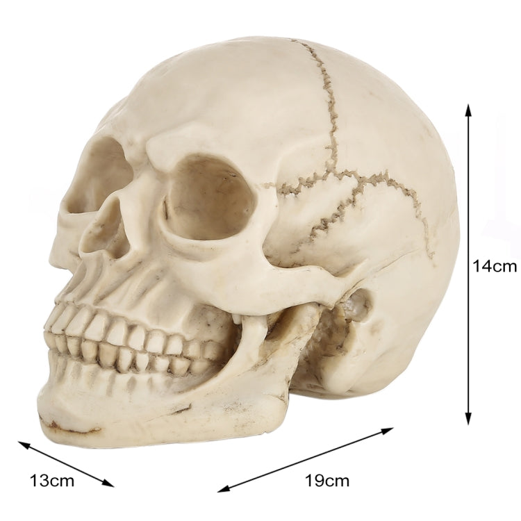 Skull Head Hallowmas Prop Gadget Display, Size: 19(L) x 13(W) x 14cm(H), Skull Head – Durable Build, Easy to Use
