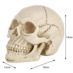 Skull Head Hallowmas Prop Gadget Display, Size: 19(L) x 13(W) x 14cm(H), Skull Head – Durable Build, Easy to Use