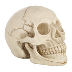 Skull Head Hallowmas Prop Gadget Display, Size: 19(L) x 13(W) x 14cm(H), Skull Head – Durable Build, Easy to Use