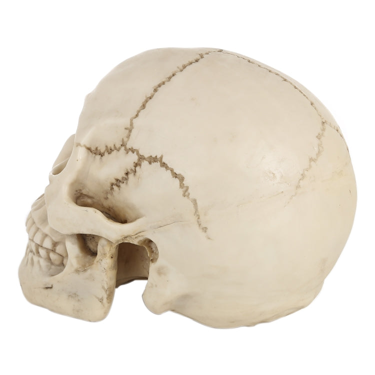 Skull Head Hallowmas Prop Gadget Display, Size: 19(L) x 13(W) x 14cm(H), Skull Head – Durable Build, Easy to Use